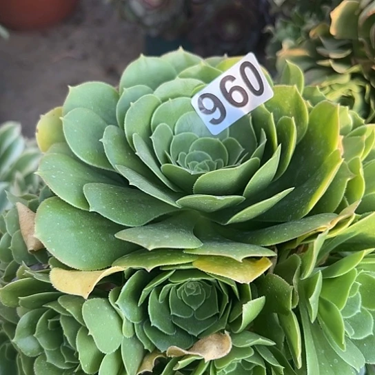 摩**啡多肉植物一个