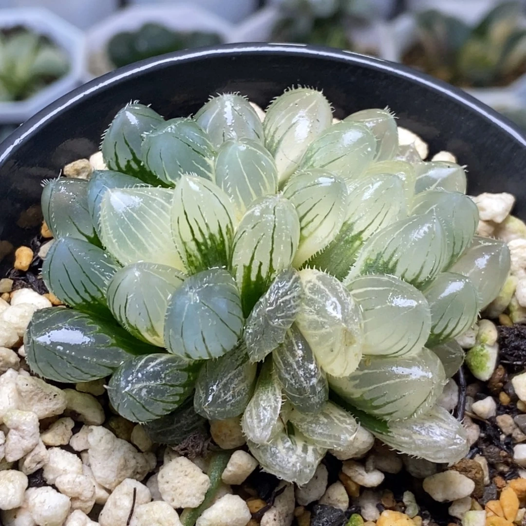 特价双头锦一物一拍