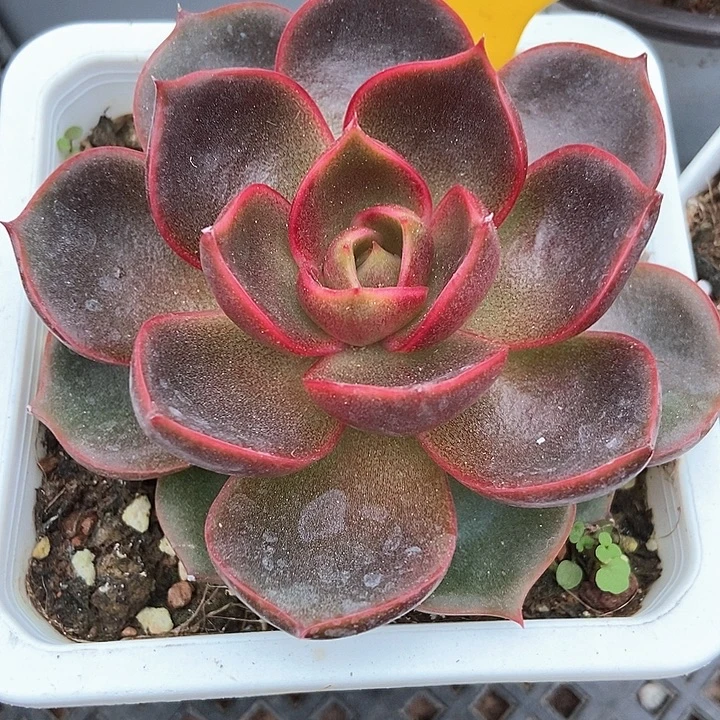 多肉植物红灯958多肉