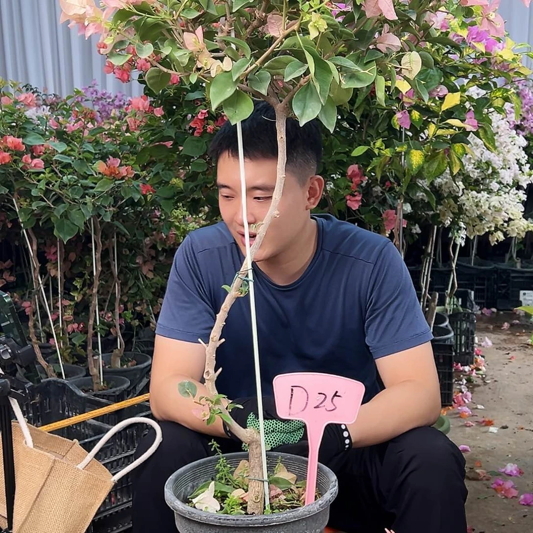 自***心大部分花苞少量开放D25卡亚塔