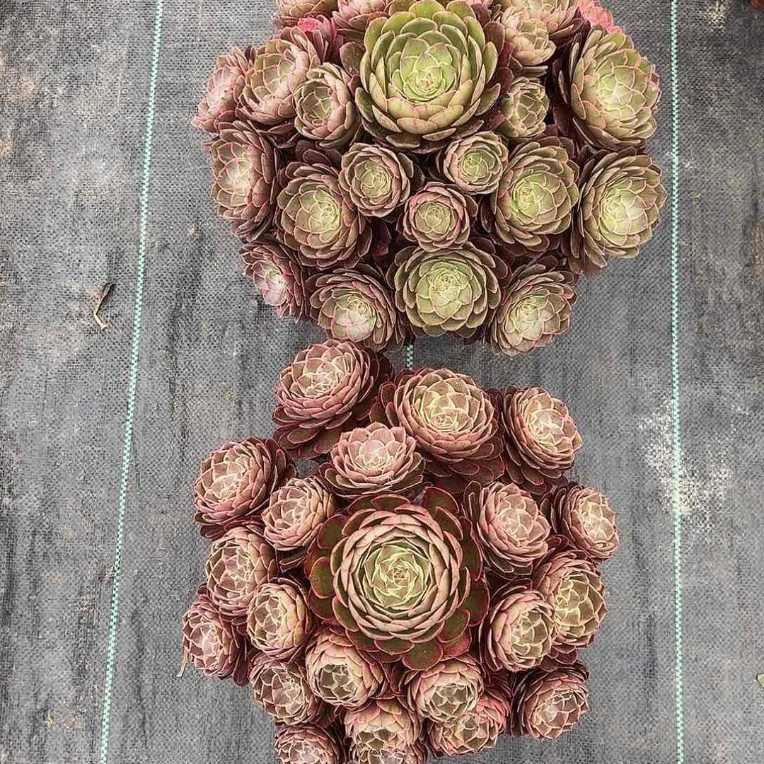 鼠****寄养他韬光养晦出h好