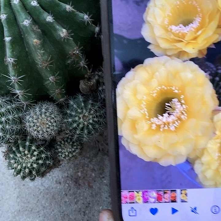 带芽娇妹仙人球，3689900