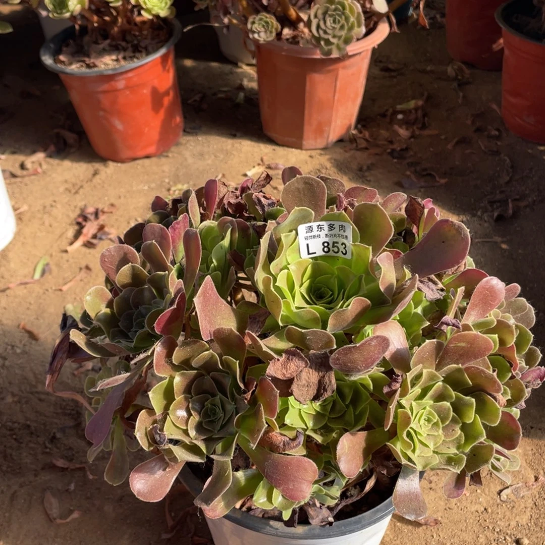 853欧紫多肉法师断枝不包