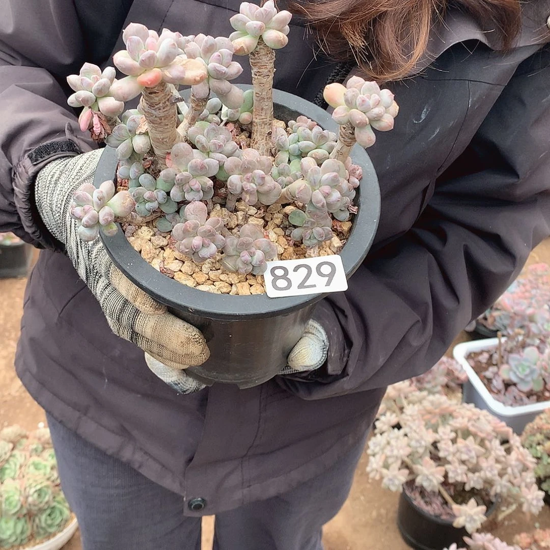 829 一物一拍多肉