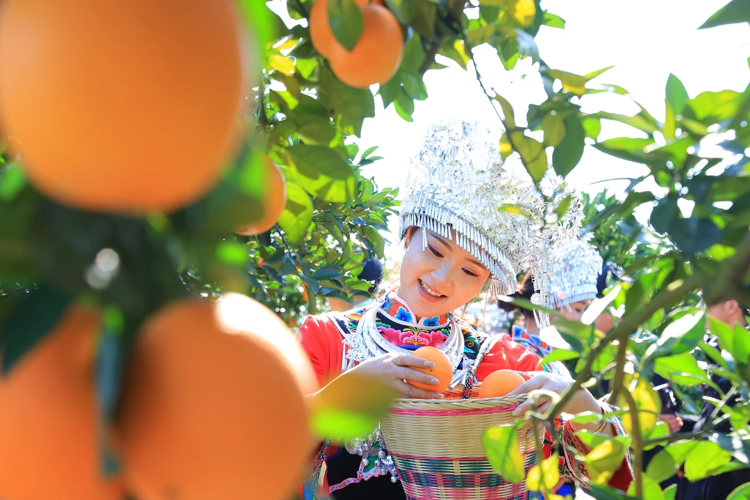 [正宗麻阳冰糖橙]麻阳冰糖橙当季水果橙子精品水果