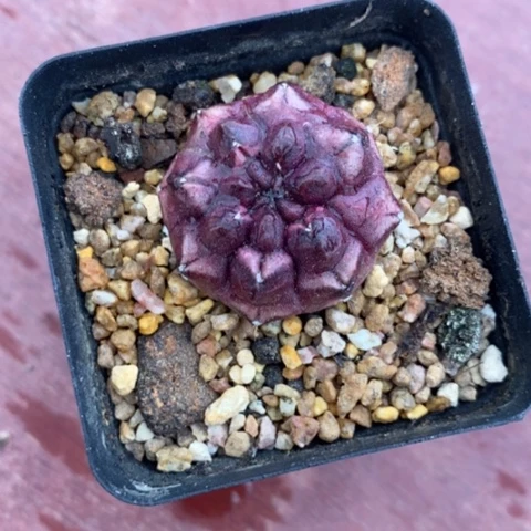 随*缘梦想单头3仙人球