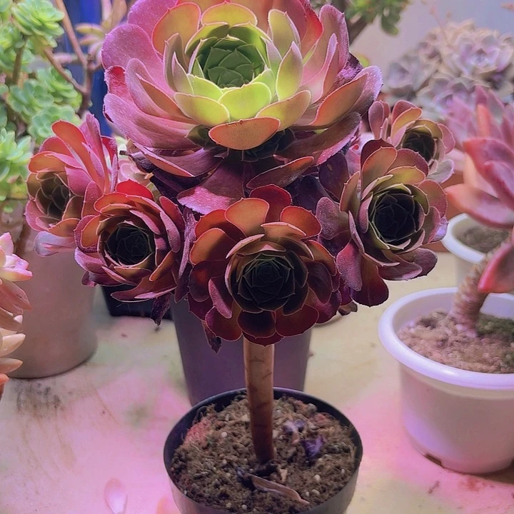 法师多肉植物老桩