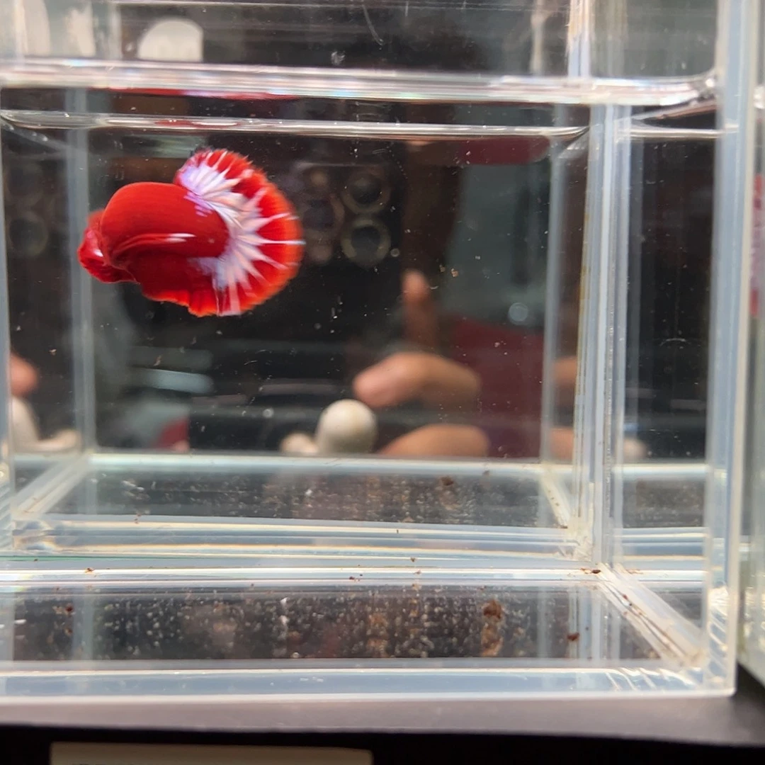 斗鱼一单包邮20日90