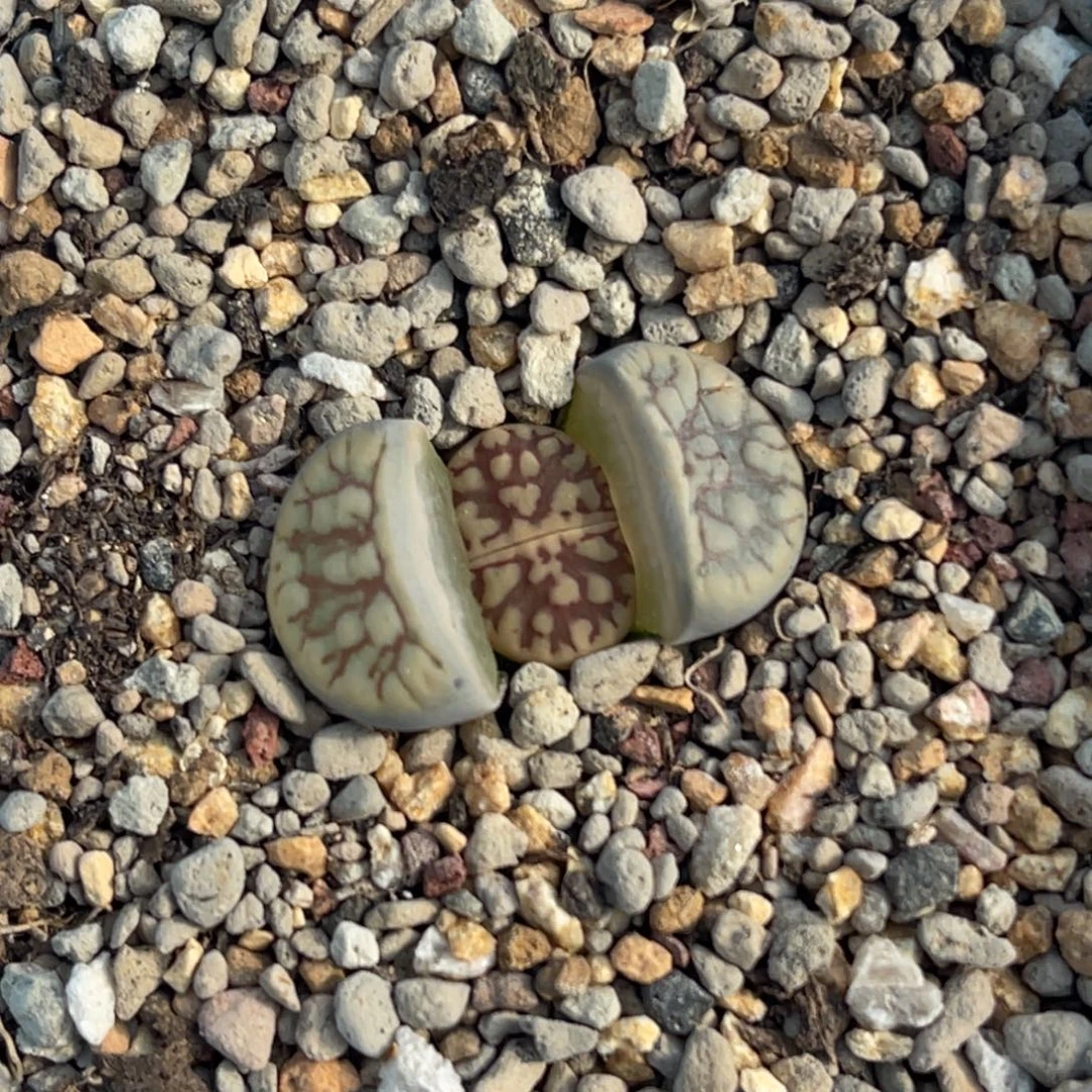 7276粗红纹线招福一颗