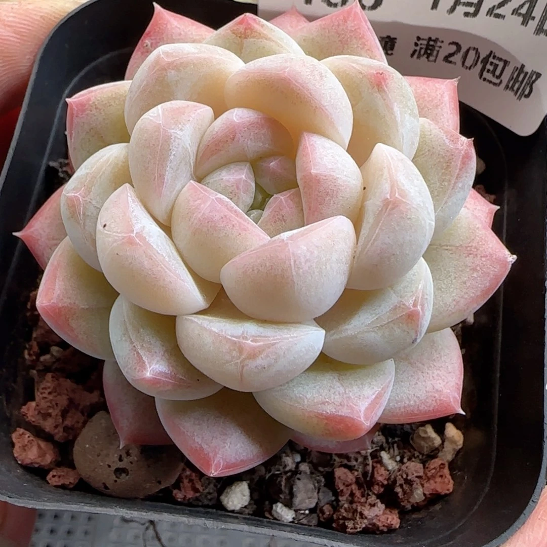 花语逸境0124-488