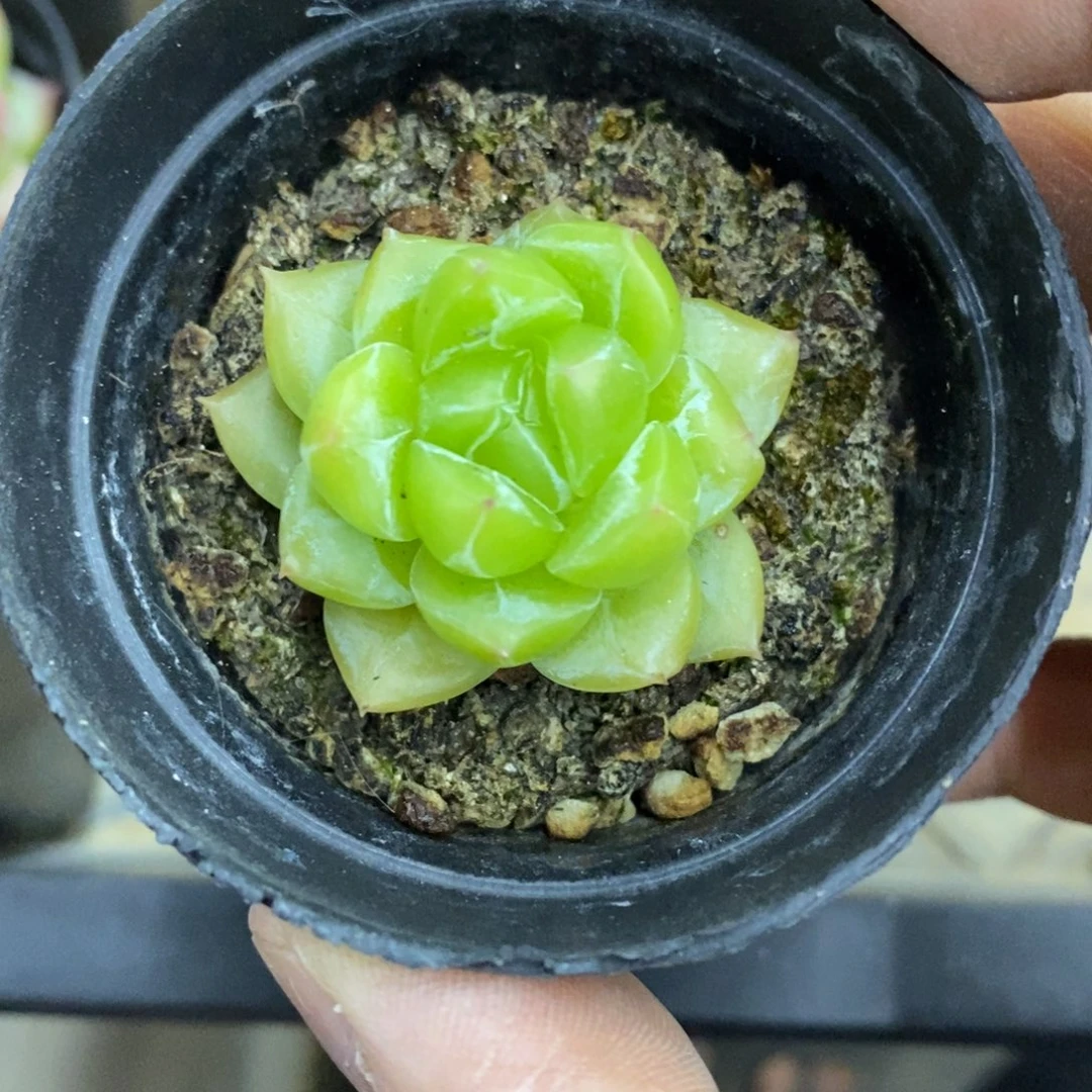 精品多肉一物一拍不包整83