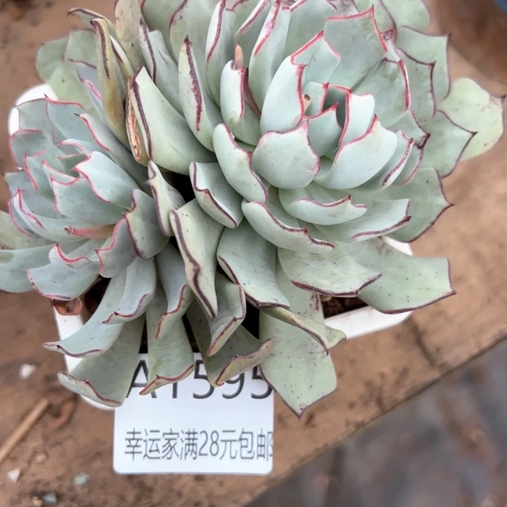 幸运的是我的朋友们