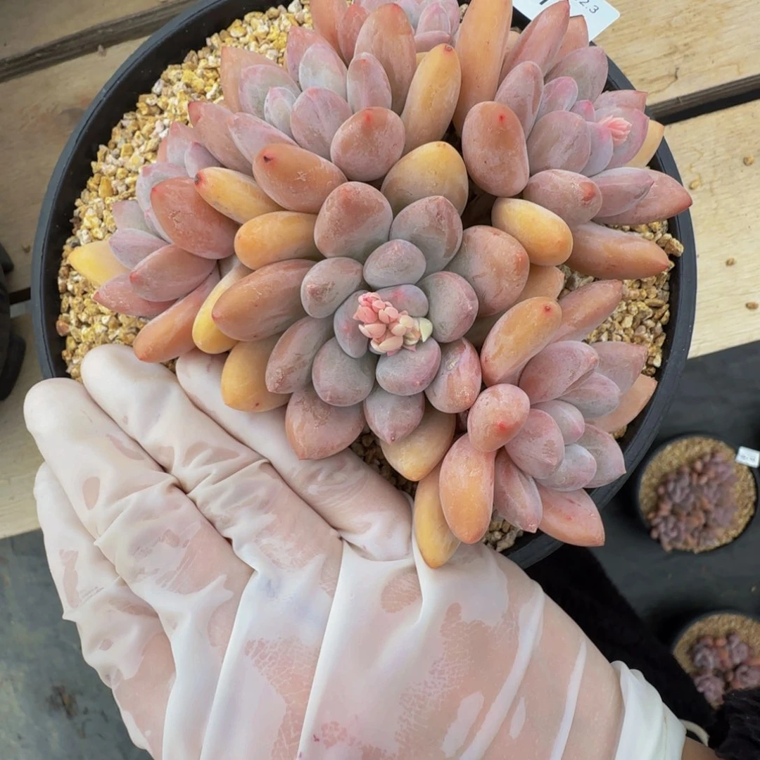 g g g g g g g g 134