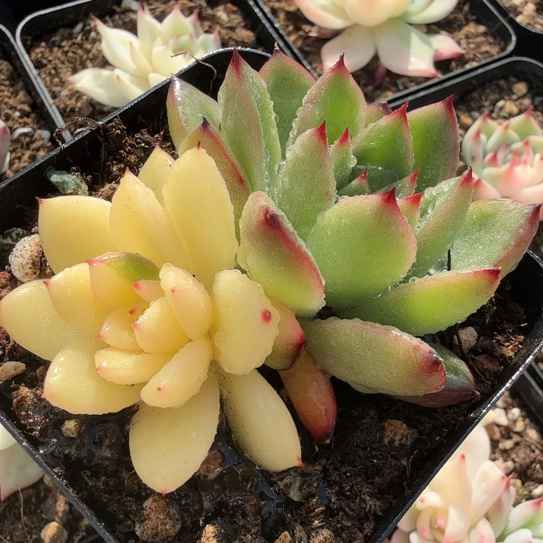 东云锦，阴阳多肉