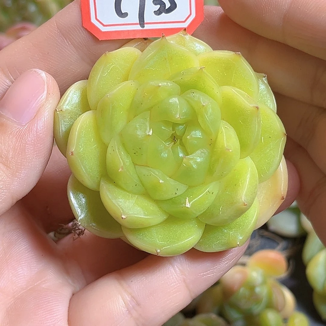 C735 一物一拍 珍妮精选