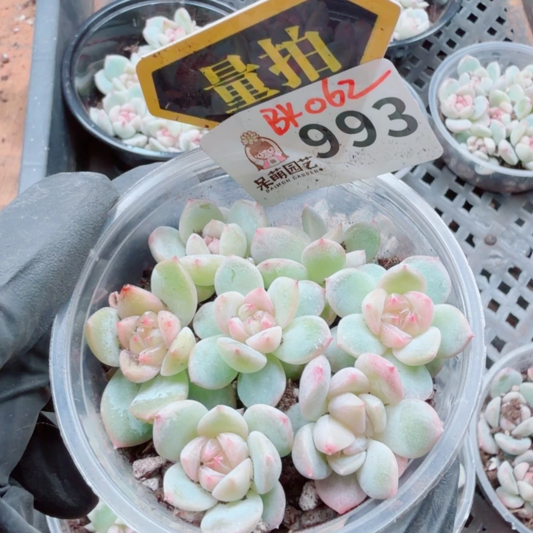 多肉植物多肉植物