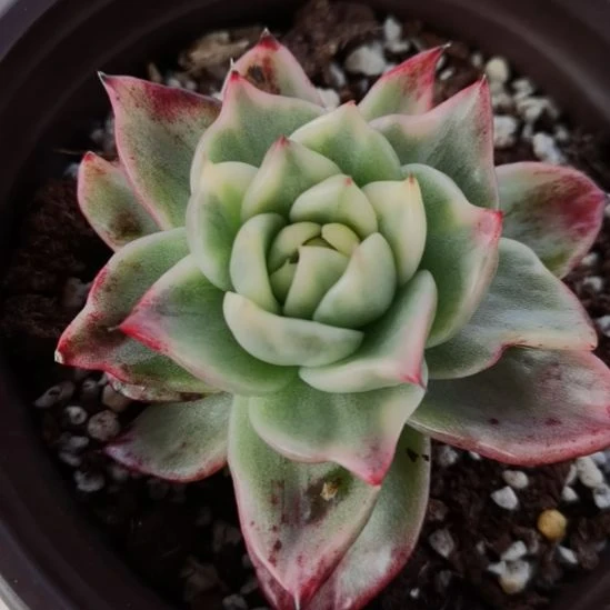 宽乌白覆轮锦单头带根