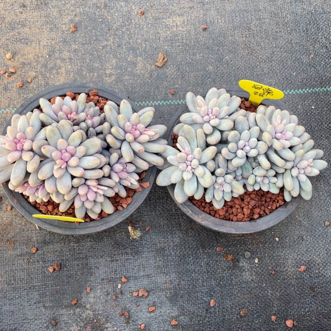 睿****常汤圆群生两个一组76多肉