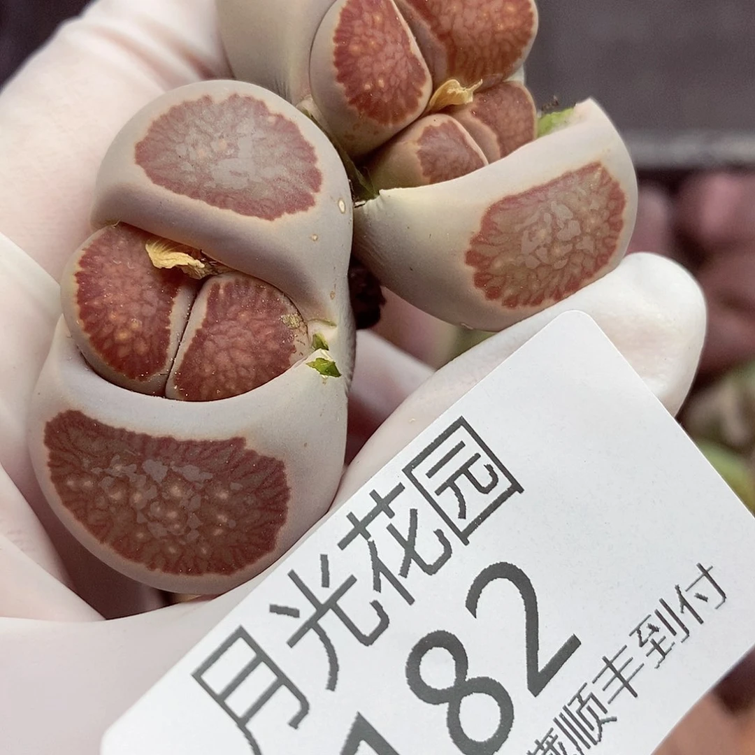 新疆西藏内蒙不包邮182