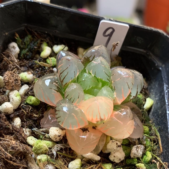 Ob1玉露锦带盆土发货