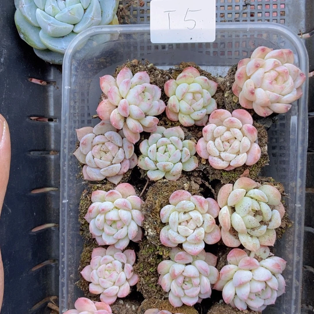 春泥家框拍链接T5量拍五库存