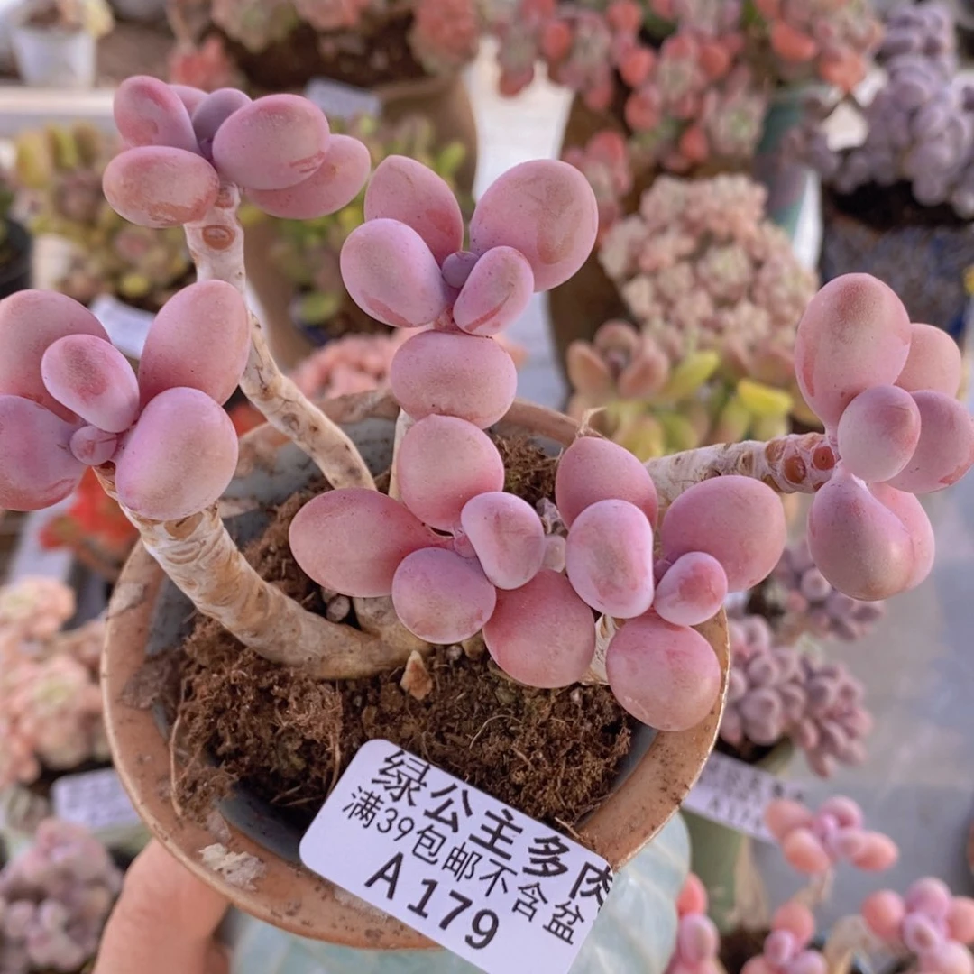 糖果桃蛋老桩10cm179多肉植物