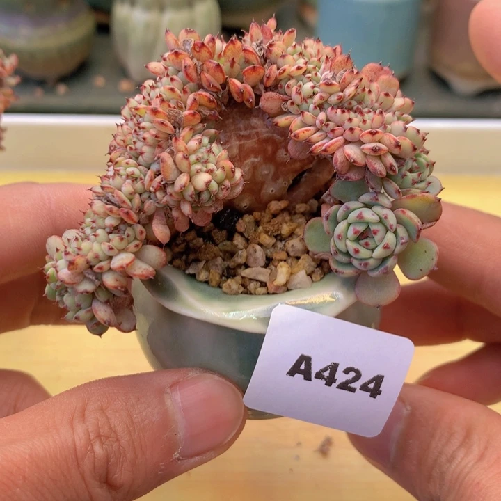 一物一拍满38包邮A424