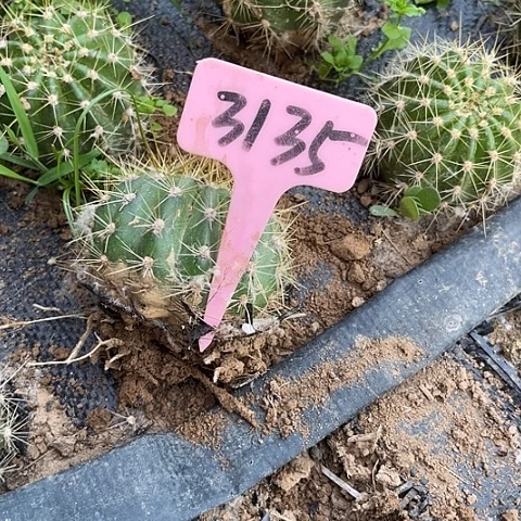 清清702微瑕随机发