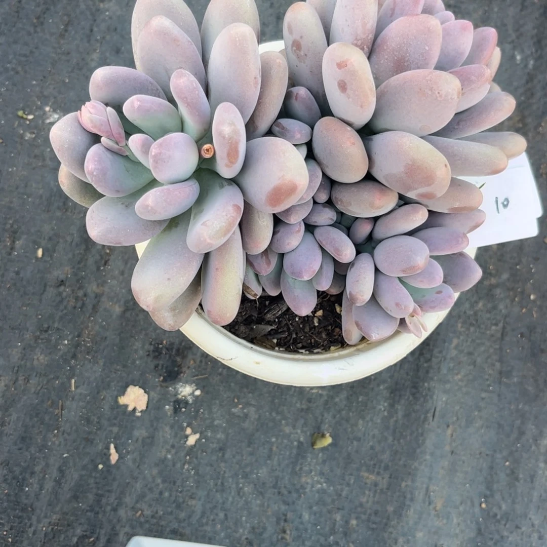 童*歲桃美人多肉植物