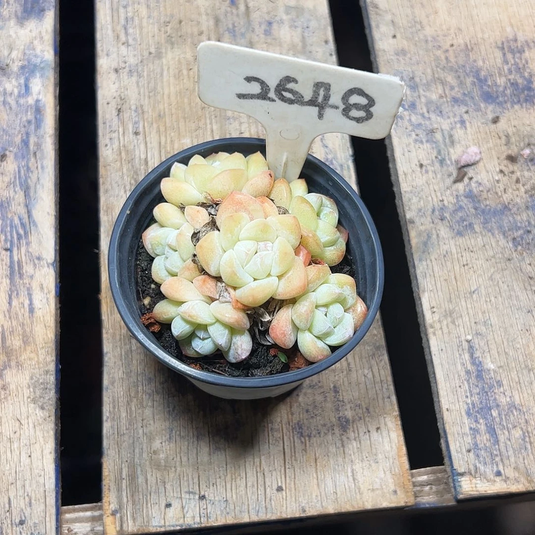 星***语冰玉群2648号一物一拍