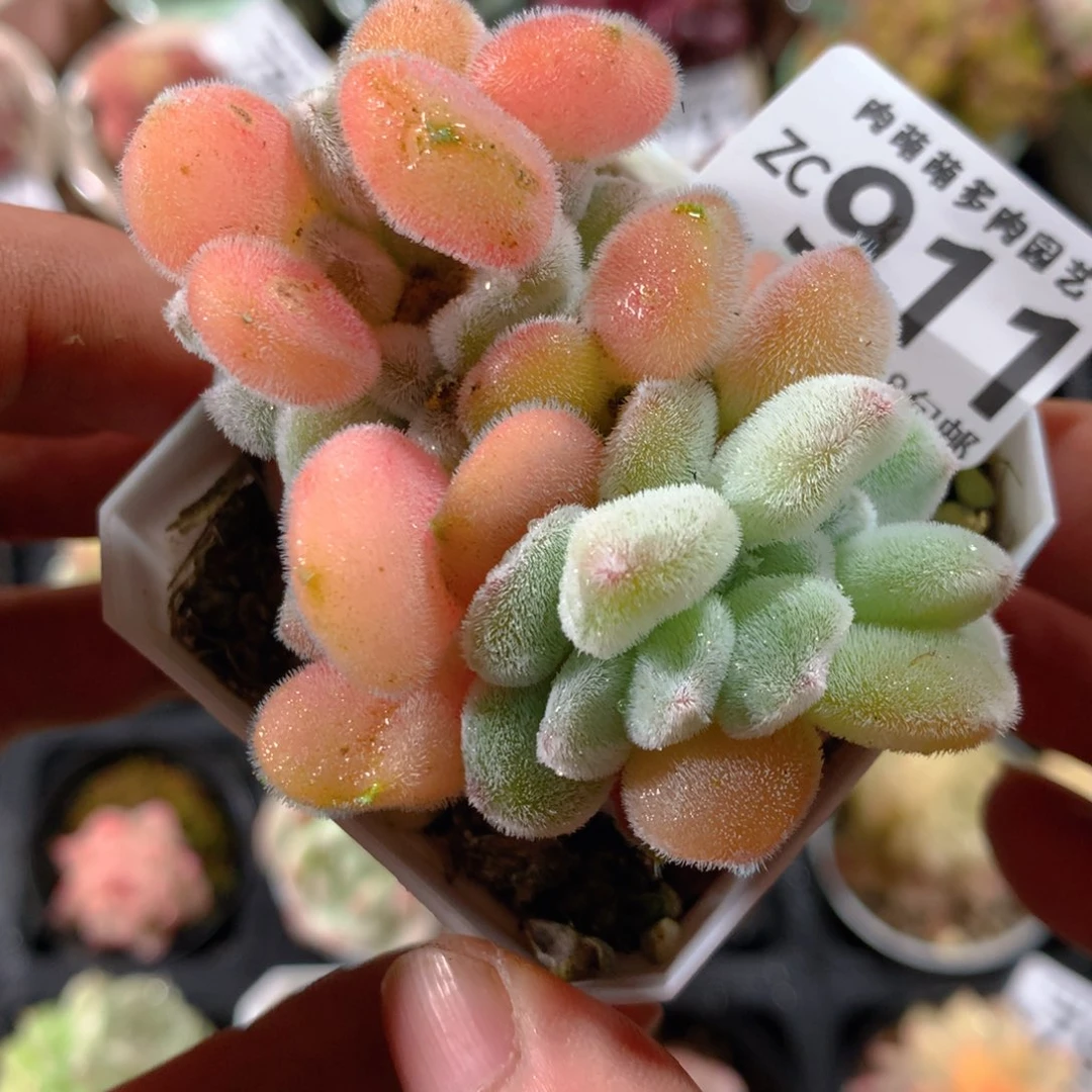 5CM拇指盆精控多肉ZC911