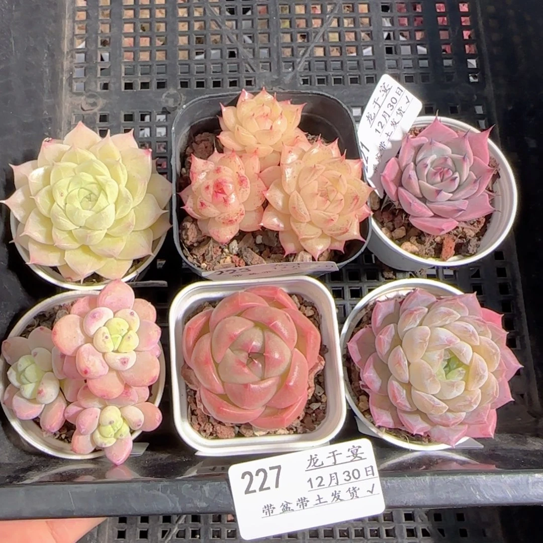 陈***q多肉1230-227福利