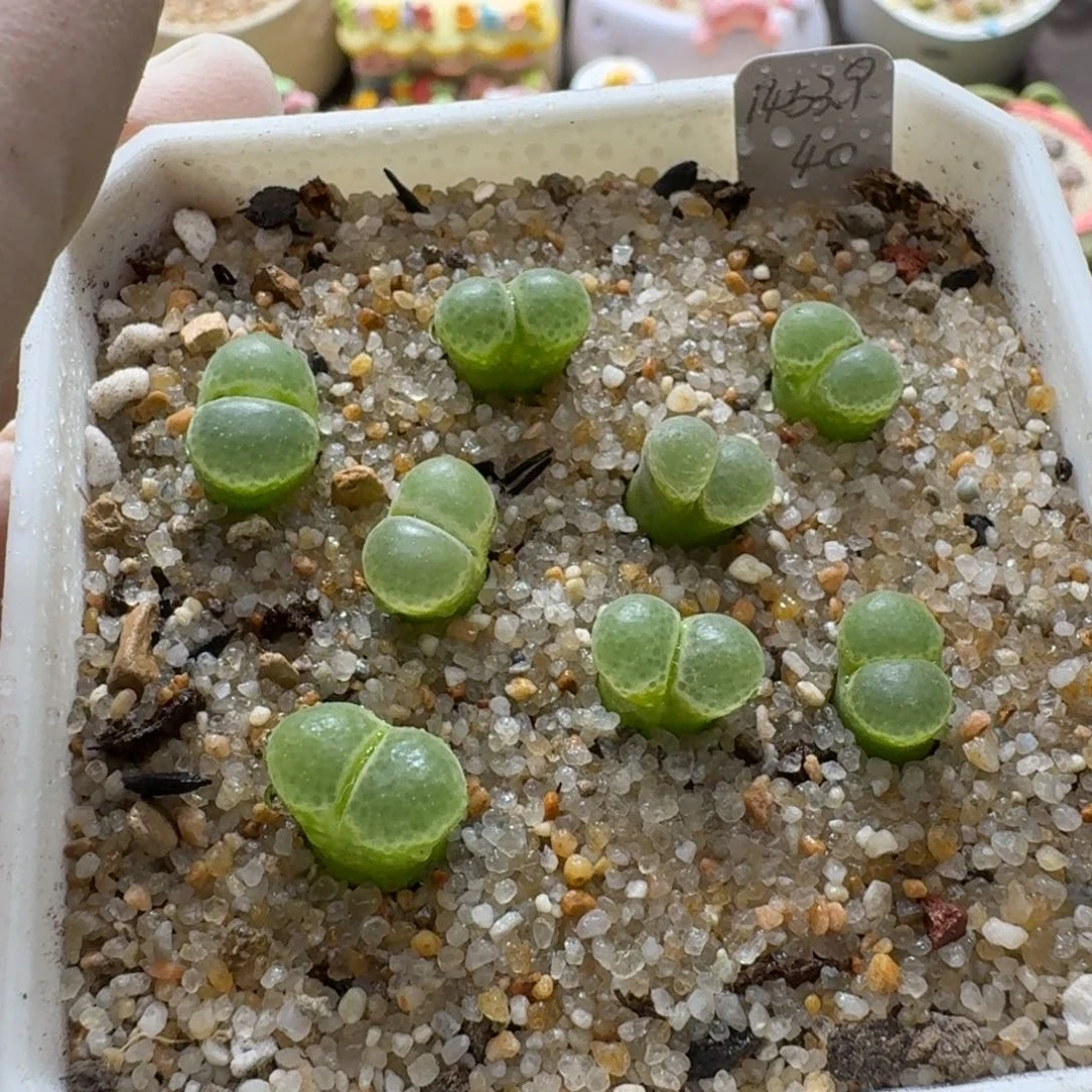 X***r0923-032粉樱风铃1453.9