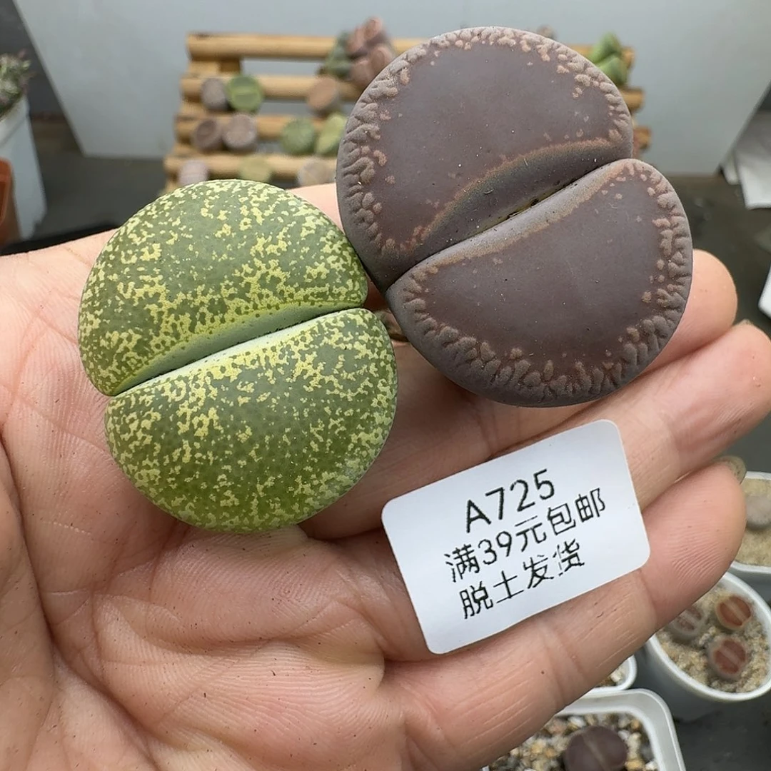725多肉哈哈哈哈哈哈哈