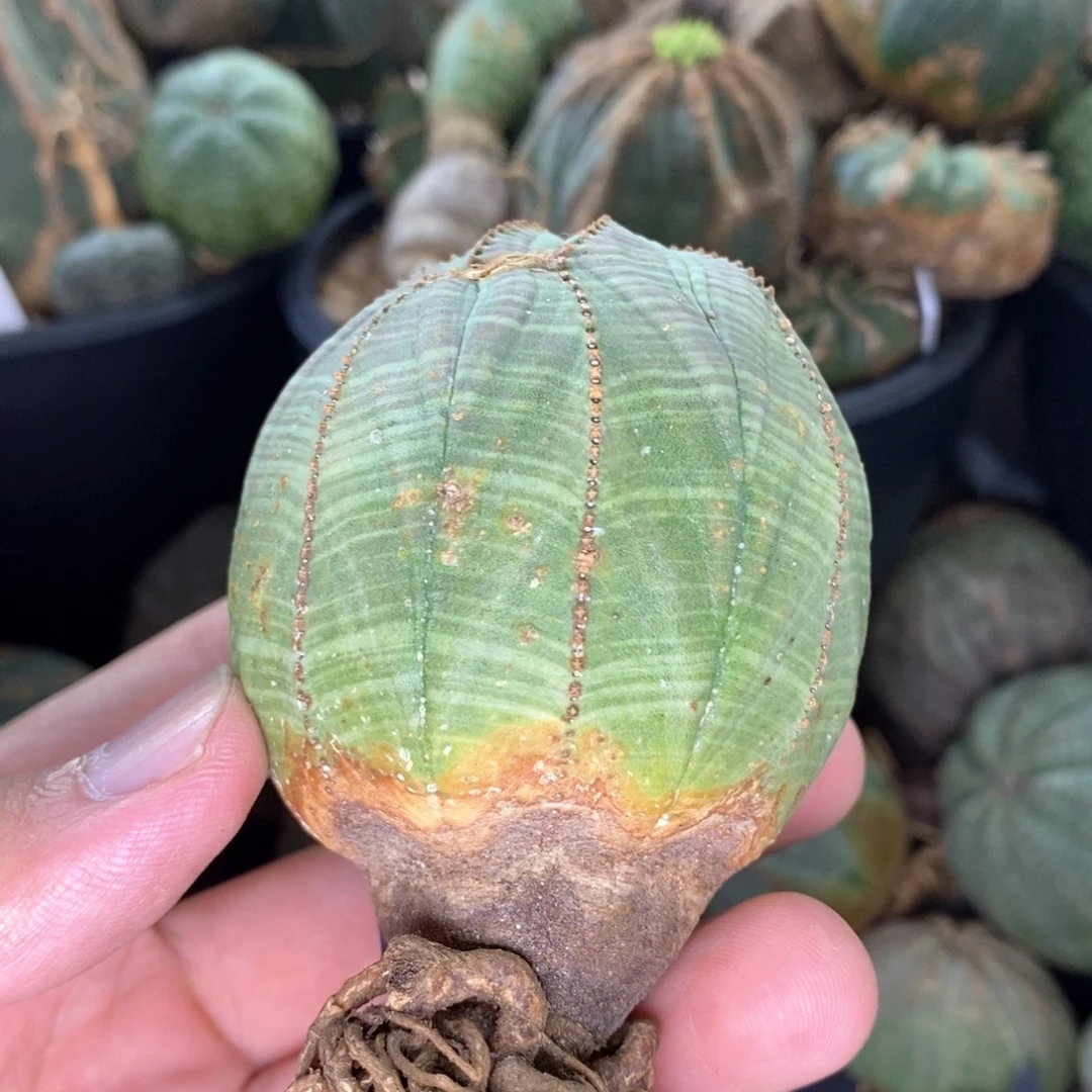 32 欧系实生布纹球多肉植物