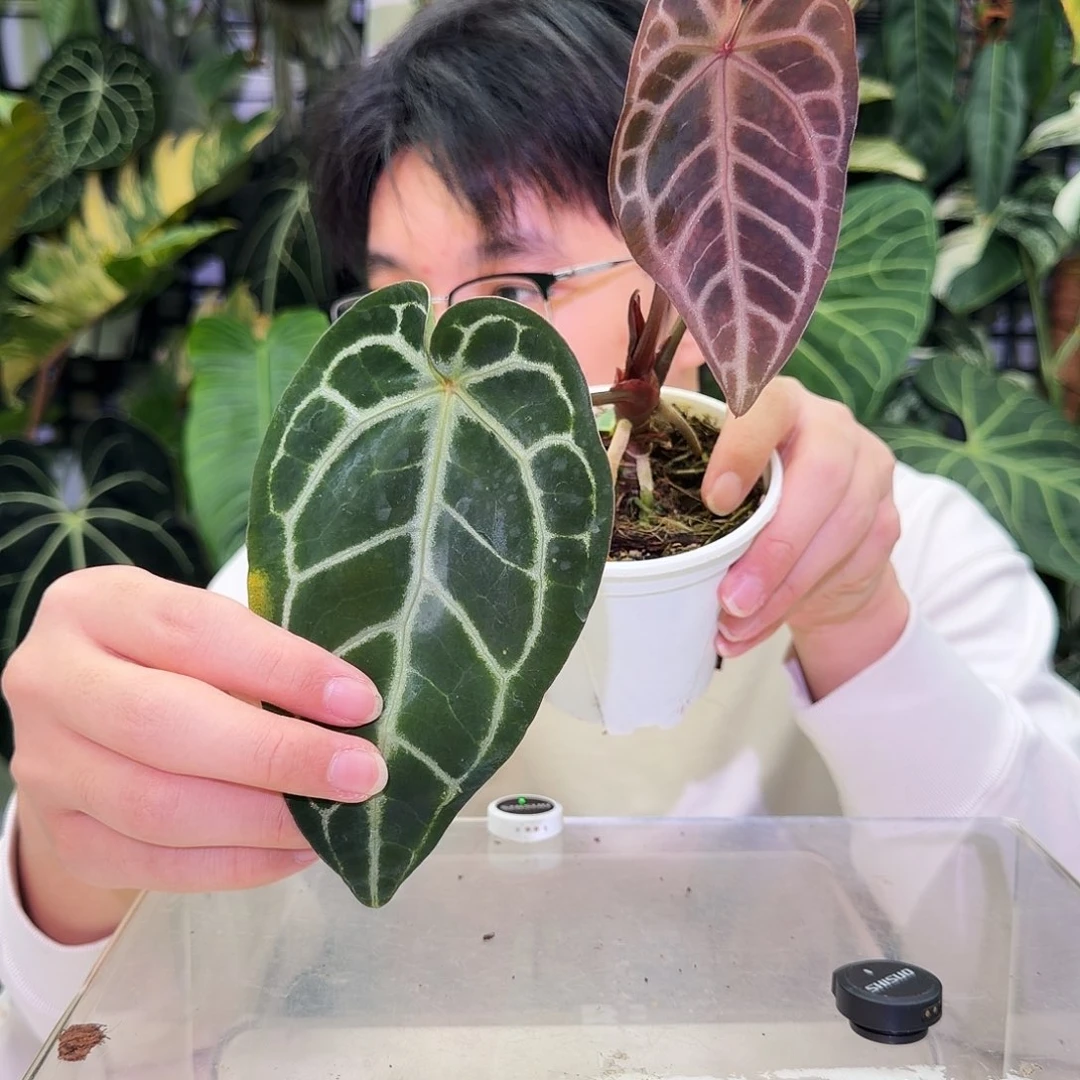 完全开放U99米歇尔杂神奇男孩