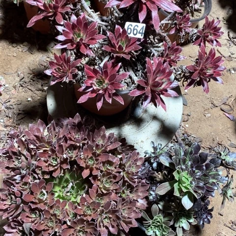 ****子664三颗法师多肉植物