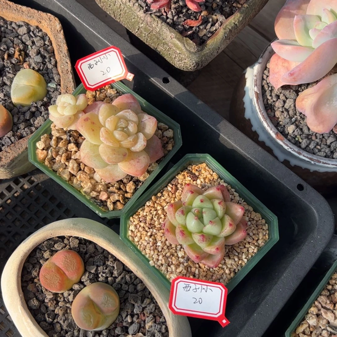 多肉植物如梦令石化冰玉石化