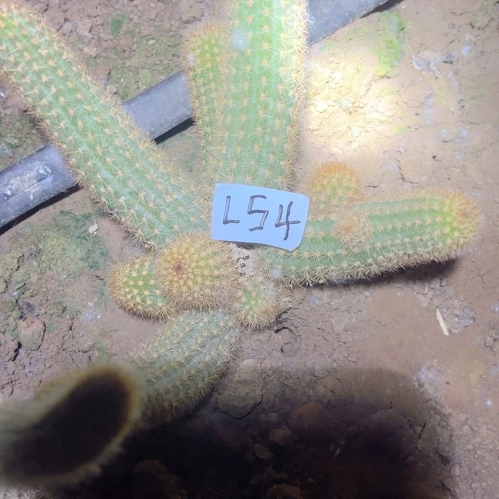 L54自根金妞紫水晶35