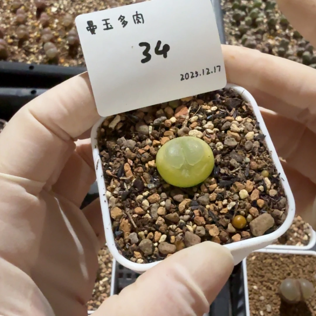 趣***哆多肉多肉多肉12.17-034