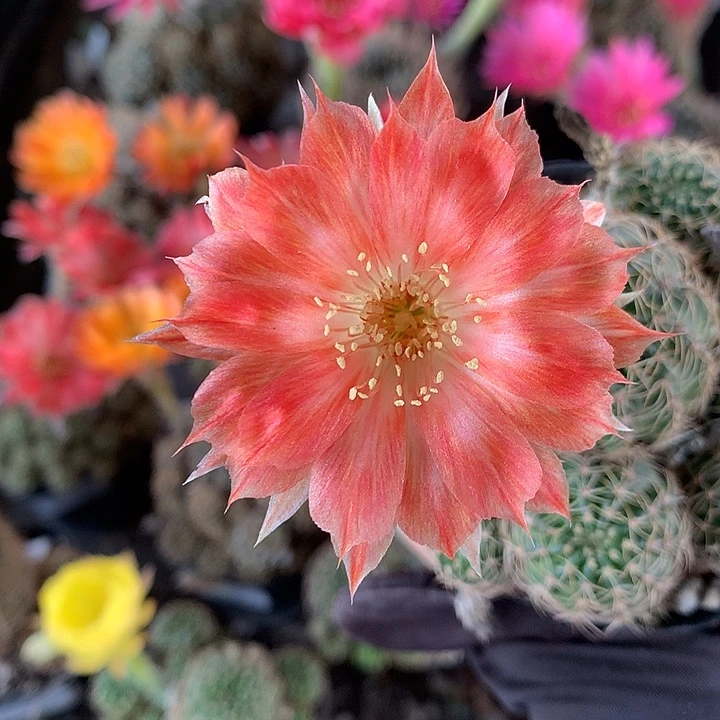 1108 侧芽自根丽花6厘米盆
