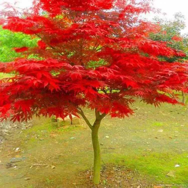 红枫庭院造景树苗四季景观树耐寒南北方均可种植易活好养红红火火