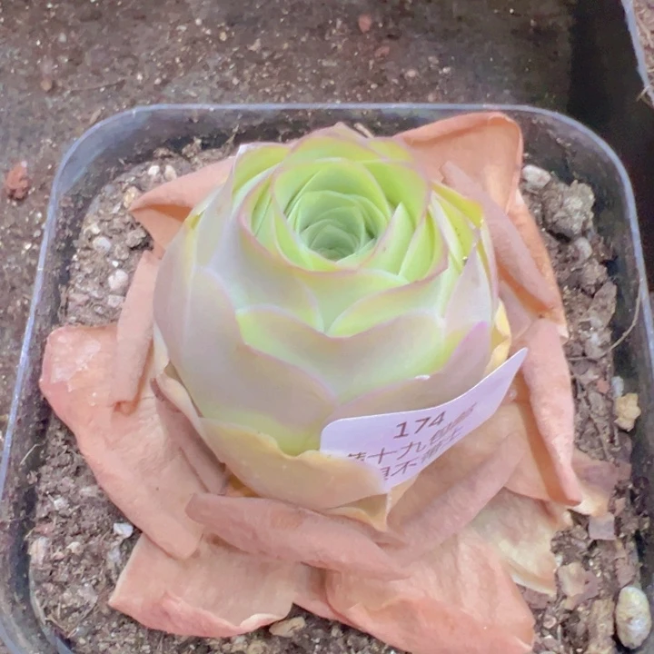 174 裸根不带土发货