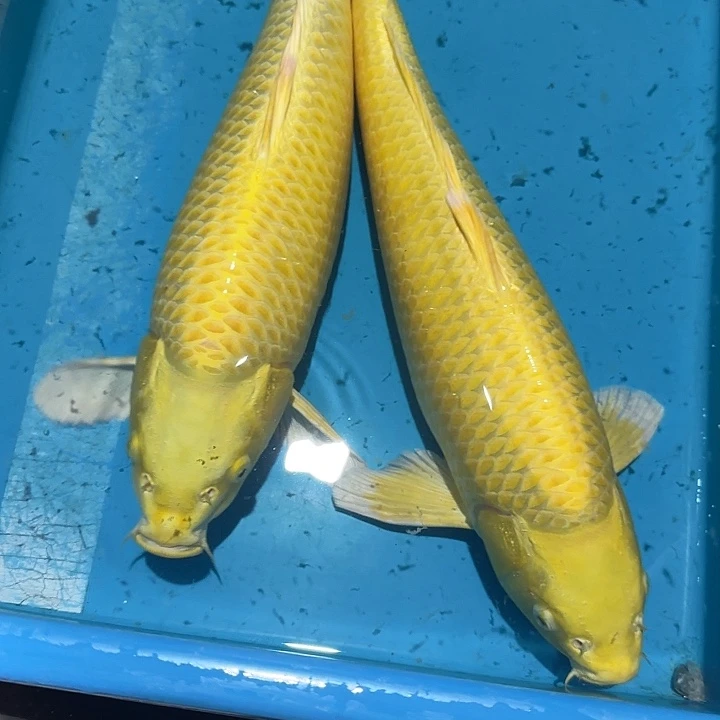 海水赤目芒果黄金