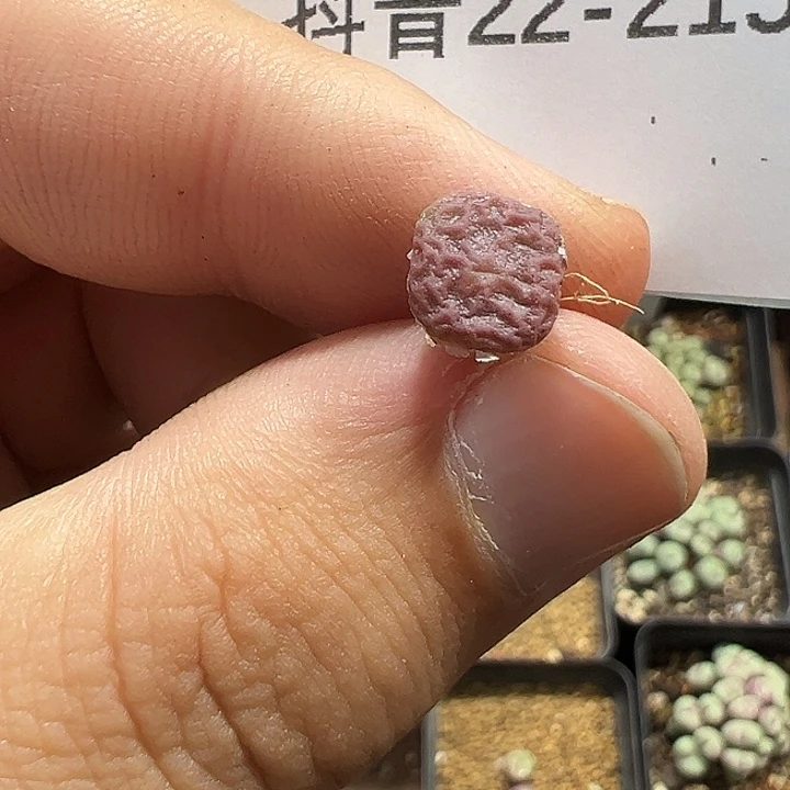 想***候22-215肉锥多肉植物