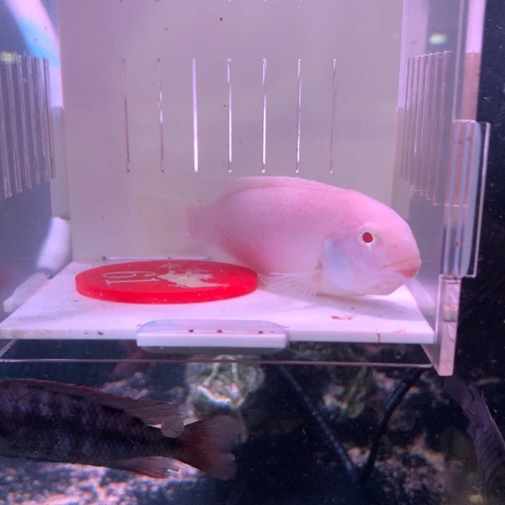 玩***厂红宝石鱼直播61号包邮