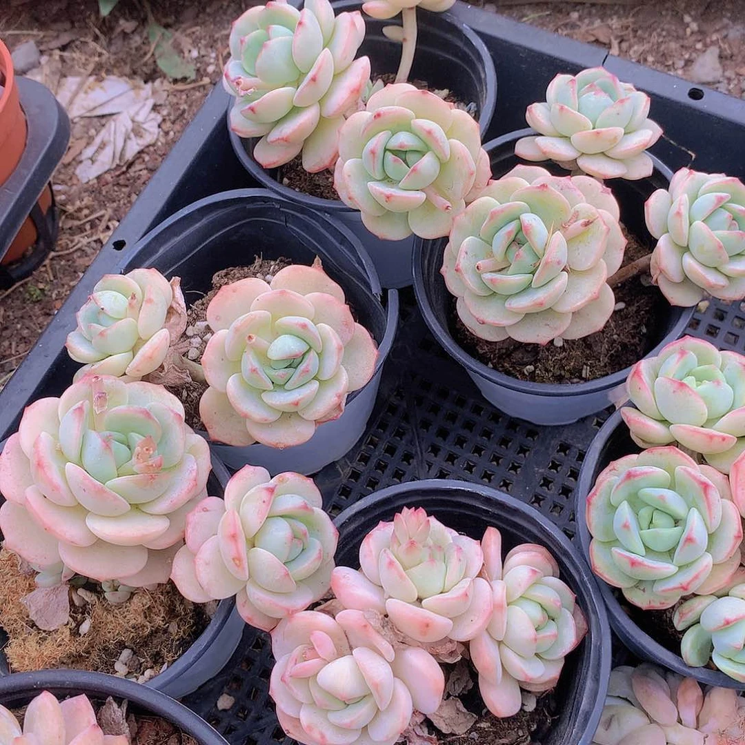 香草碧斯两颗235667248899