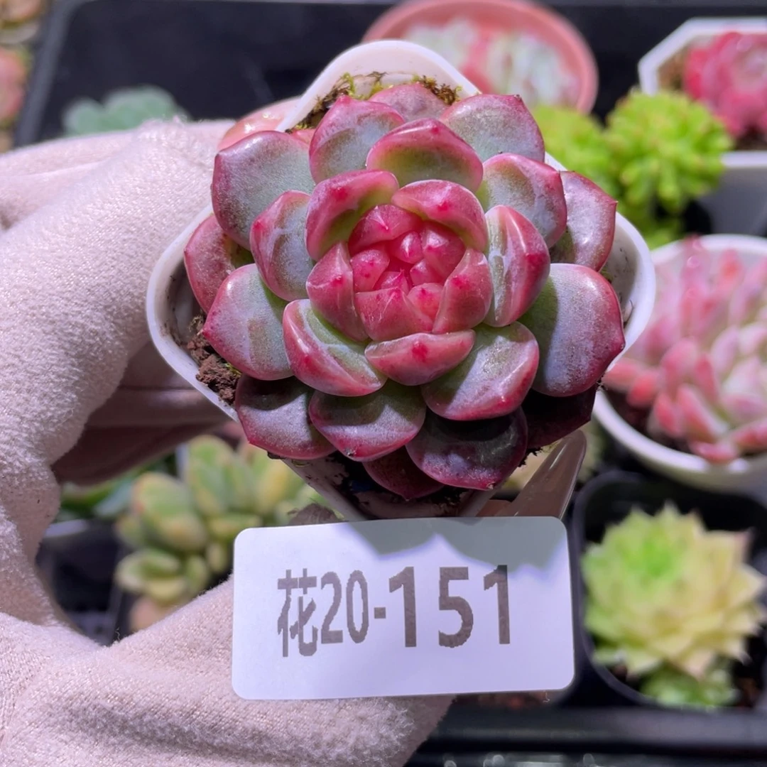 花利美20-151福利珍妮