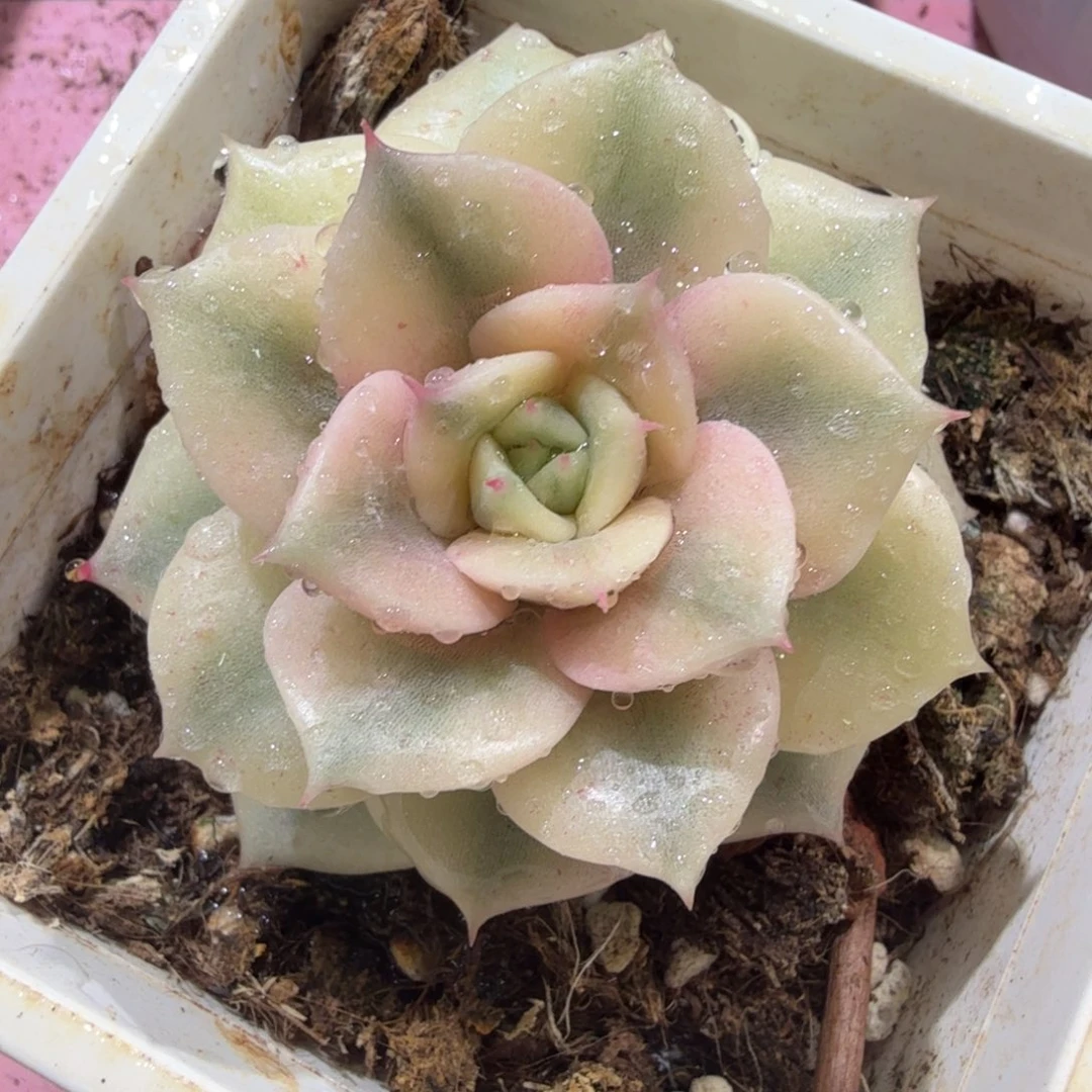 贝加尔湖锦，多肉植物