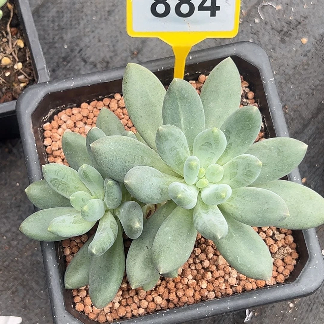 蓝眼睛一物一拍884